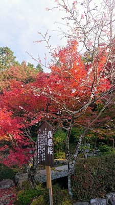 紅葉と桜のコラボレーション(通用門手前)