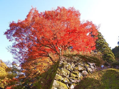 石垣と紅葉