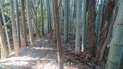 神社裏堀切を渡った狭い曲輪？