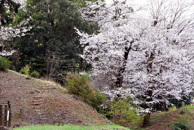 桜と物見櫓跡