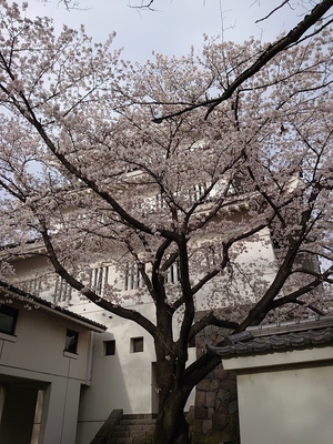 御三階櫓と満開の桜①