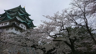 名古屋城と桜！