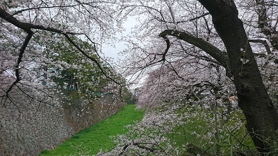 名古屋城、お堀と桜！