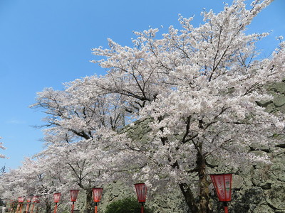 三の丸高石垣と桜
