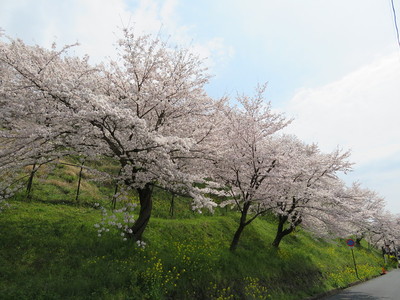 西側切岸の桜