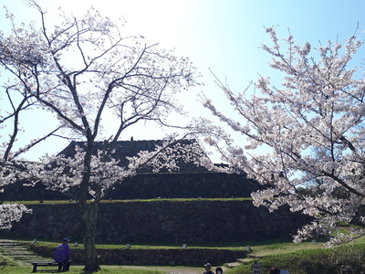 桜と天守台石垣
