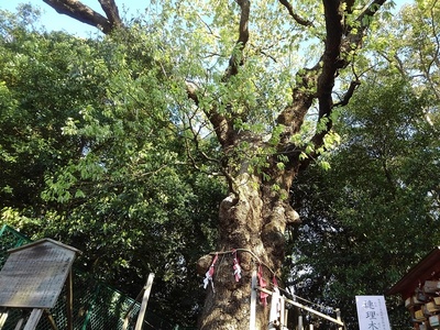 城址に立つ縁結びの老巨木