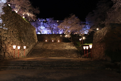 夜桜と表中門跡