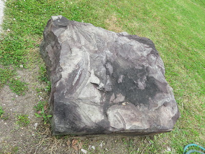 化石のある和泉砂岩