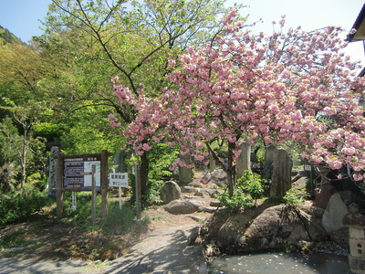 大日堂登城口の八重桜