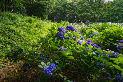 曲輪Ⅵの土塁と紫陽花