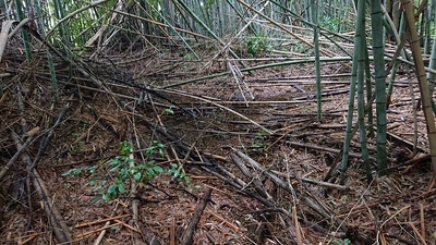 竹藪の中の浅い溝