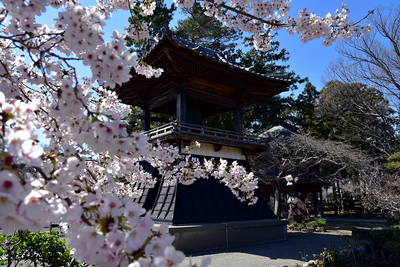 国済寺 鐘楼と桜