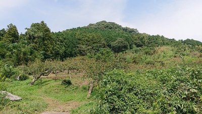 麻底良神社奥の院から降りてきた柿の果樹園。