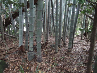 城址風景(丘の上)