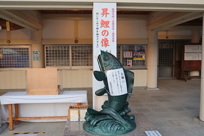護国神社の鯉