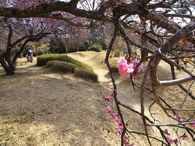 梅と堀・土塁