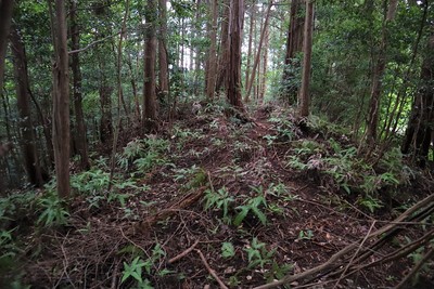 主郭西側の土塁