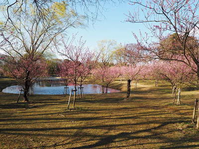 古河公方公園の梅