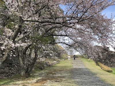 本丸へ続く桜の回廊