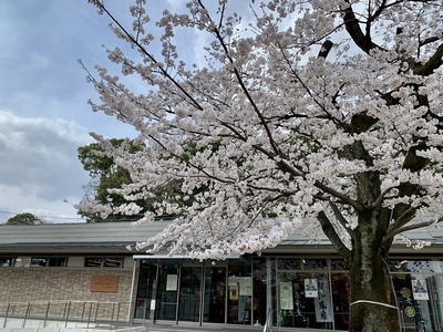 れきしるこまき前の桜