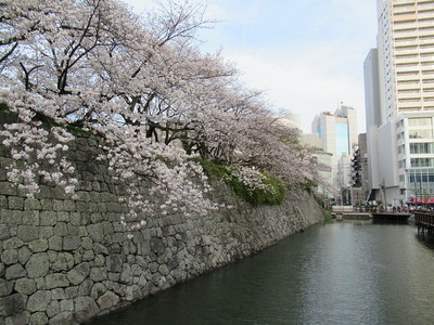 石垣とお堀と桜