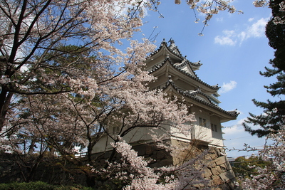 桜に彩られる模擬三重隅櫓