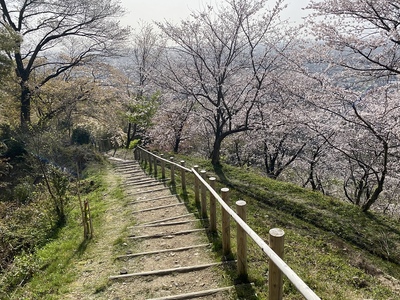 見晴らし台への登山道と桜