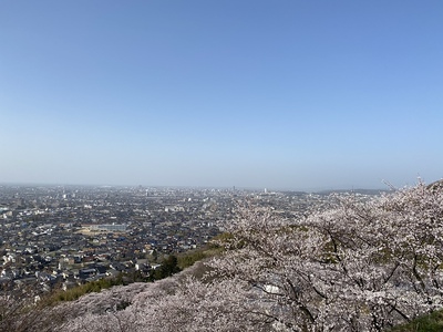 見晴らし台からの眺望と桜景色
