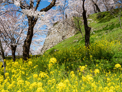 春爛漫の津山城