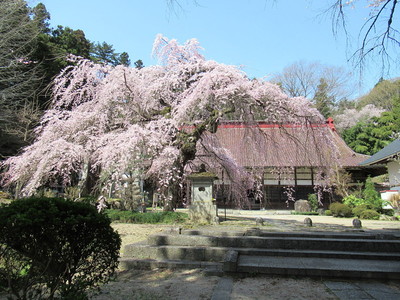 大隣寺の枝垂れ桜