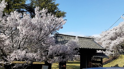 楼門と桜