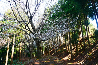 山桜と切岸