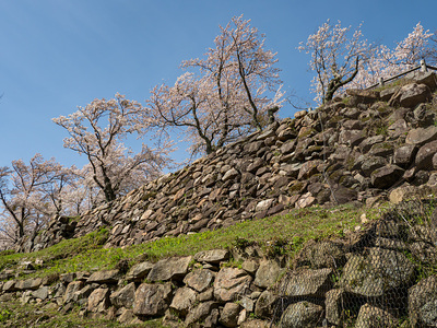 山上の丸本丸石垣と桜