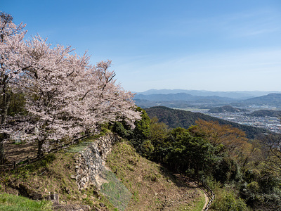 山上の丸二の丸の桜