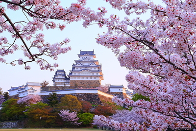 早朝の桜と天守・櫓