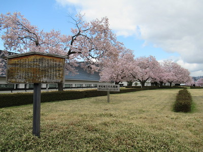 三の丸堀跡の桜