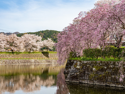 堀と枝垂れ桜