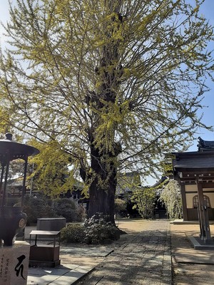 称名寺のいちょうの木