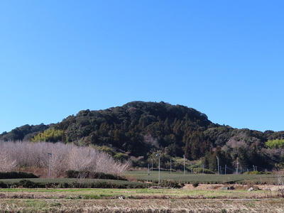 茶畑と遠景