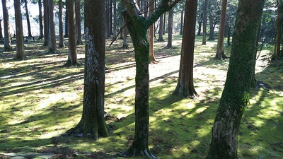 旧本丸跡飫肥杉