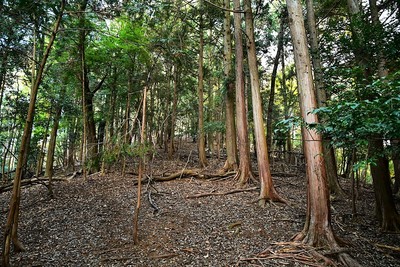 登城道