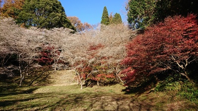 四季桜と城址