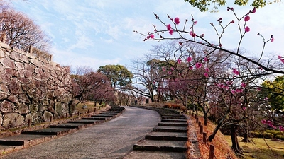 松ノ木坂の早咲きの梅