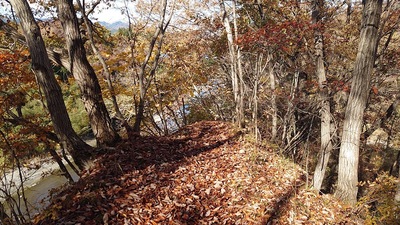 舌状部の先端