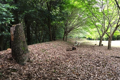 主郭南側に残る土塁