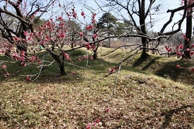 土塁、堀切、梅