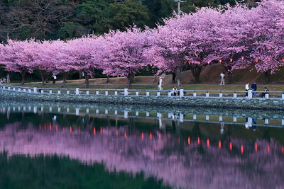 蜂須賀桜の並木と助任川　ぼんぼり付き