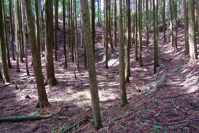 音羽氏城 東の谷の小曲輪群