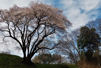 樹齢１５０年という氏邦桜